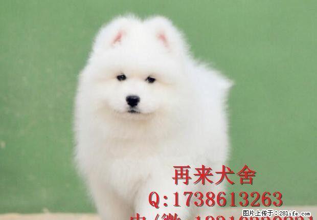 熊版高加索幼犬 赛级品质 宠物级价格 保质保健康 - 宠物交易 - 宠物信息 - 桂林分类信息 - 桂林28生活网 www.28life.com