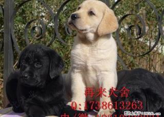 拉布拉多幼犬出售 骨量极佳 赛级血统 欢迎前来挑选 - 桂林28生活网 www.28life.com