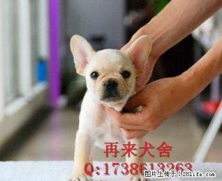 北京哪里出售法国斗牛犬 - 桂林28生活网 www.28life.com