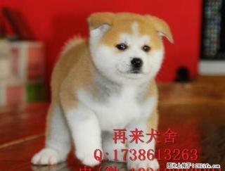 纯种秋田犬幼犬出售 纯种秋田幼犬出售 北京秋田好养吗 - 桂林28生活网 www.28life.com