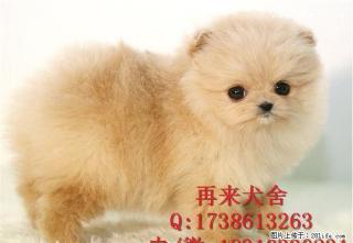 博美图片 博美价格 博美多少钱一只 - 桂林28生活网 www.28life.com