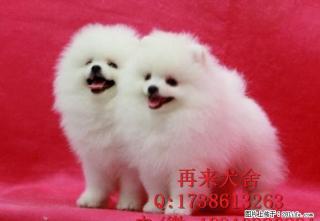 哈多利球体博美幼犬欢迎上门挑选 - 桂林28生活网 www.28life.com
