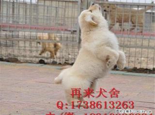 北京金毛 纯种大头金毛犬 纯种健康金毛猎犬 - 桂林28生活网 www.28life.com