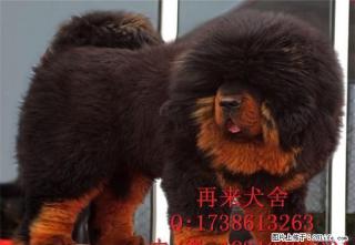 纯种藏獒幼犬出售,诚信为本,品质保,毛色一流 - 桂林28生活网 www.28life.com