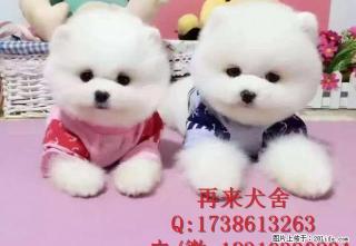 出售哈多利球体玩具迷你型博美俊介宝宝 - 桂林28生活网 www.28life.com