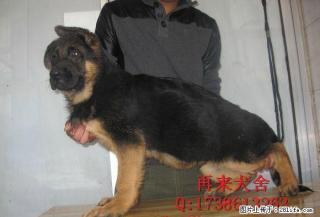 双血统德国牧羊犬-赛级警犬德牧-锤系-保健康包养活 - 桂林28生活网 www.28life.com