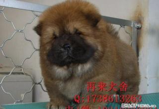 纯种松狮犬 北京哪里卖松狮幼犬 自家精品松狮犬 三个月包退换 - 桂林28生活网 www.28life.com