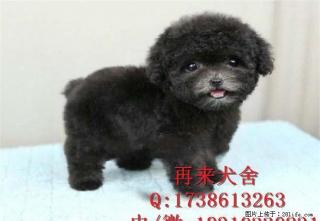 纯种茶杯泰迪 泰迪熊幼犬 棕红色玩具体泰迪 - 桂林28生活网 www.28life.com