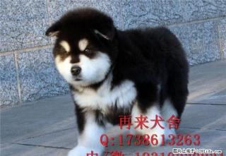 纯种阿拉斯加幼犬多少钱 熊版阿拉斯加犬 - 桂林28生活网 www.28life.com