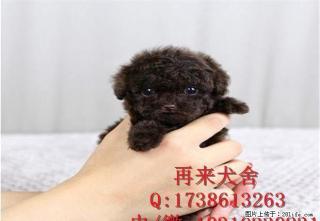 纯种玩具泰迪 北京泰迪价格 纯种泰迪幼犬 - 桂林28生活网 www.28life.com
