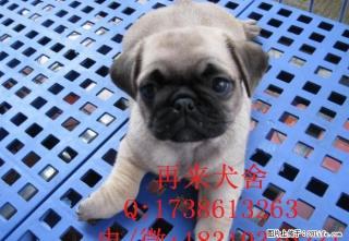 纯种巴哥出售憨厚的小巴哥宝宝皱纹超级皱可爱巴哥幼犬 - 桂林28生活网 www.28life.com