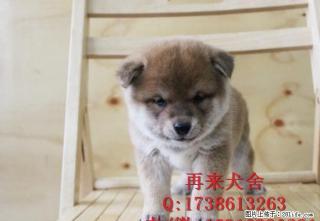 带血统的柴犬多少钱 双血统柴犬多少钱 纯种柴犬价格 - 桂林28生活网 www.28life.com