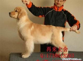 北京哪里有金毛犬出售 金毛幼犬价格 金毛好养吗 - 桂林28生活网 www.28life.com