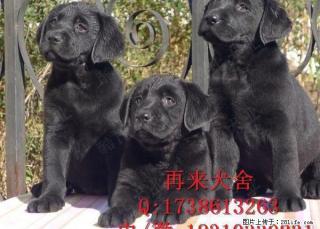 奶黄色拉布拉多 黑色拉布拉多 白色拉布拉多 - 桂林28生活网 www.28life.com