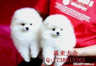 纯种博美 哈多利球体博美 大毛量博美幼犬 低价待售 - 桂林28生活网 www.28life.com