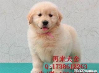 北京金毛什么价格 金毛成年能长多大 - 桂林28生活网 www.28life.com