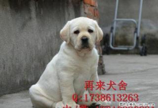 北京拉布拉多 赛级拉布拉多,打完疫苗,血统纯种 - 桂林28生活网 www.28life.com