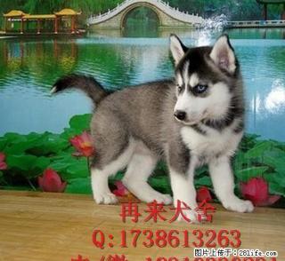 赛级哈士奇 哈士奇雪橇犬三个月 驱虫疫苗已做完 - 桂林28生活网 www.28life.com
