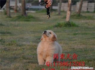金毛犬多少钱金毛犬价格金毛犬图片 - 桂林28生活网 www.28life.com