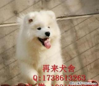 萨摩耶犬多少钱萨摩耶犬价格萨摩耶犬图片 - 桂林28生活网 www.28life.com