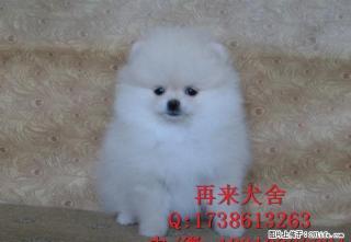 博美犬舍 博美价格 博美图片 博美犬多少钱 专业繁育 - 桂林28生活网 www.28life.com