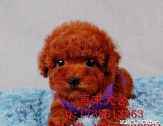 北京哪里有卖泰迪的 幼犬好不好养活 - 桂林28生活网 www.28life.com