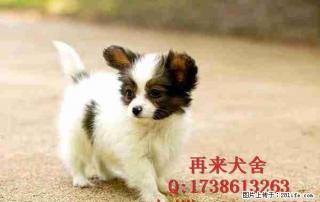 北京哪里有卖蝴蝶犬的好不好养活 - 桂林28生活网 www.28life.com