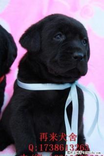 北京哪有纯种拉布拉多犬出售 奶白色拉布拉多价格 - 桂林28生活网 www.28life.com
