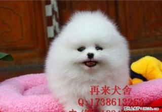 纯种博美幼犬价钱多少博美多少钱一只博美价位 - 桂林28生活网 www.28life.com