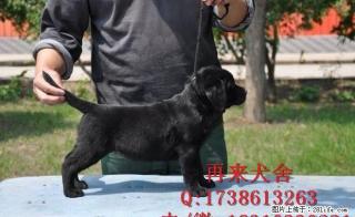 纯种拉布拉多价钱拉布拉多幼犬价位拉布拉多犬舍 - 桂林28生活网 www.28life.com