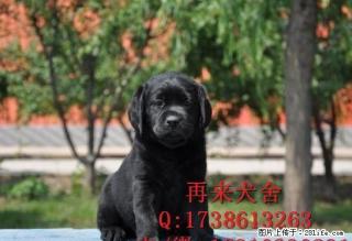 纯种拉布拉多 北京哪里卖拉布拉多犬 专业繁殖精品拉布拉多犬 - 桂林28生活网 www.28life.com