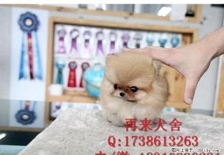 出售纯种博美幼犬,纯种血系,质保健康 - 桂林28生活网 www.28life.com