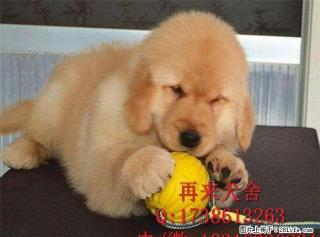 纯种金毛犬 赛级金毛犬出售 北京金毛犬什么价格 - 桂林28生活网 www.28life.com