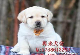 纯种拉布拉多 奶白色拉布拉多 大型拉布拉多犬养殖基地直销中 - 桂林28生活网 www.28life.com