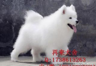 纯种萨摩耶 北京萨摩耶犬价格 双眼皮纯白萨摩耶幼犬 签署协议 - 桂林28生活网 www.28life.com