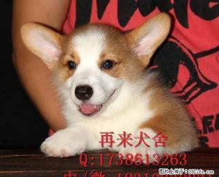 柯基犬多少钱柯基犬价格柯基犬图片 - 桂林28生活网 www.28life.com