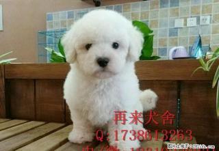 北京纯种比熊多少钱 纯种比熊幼犬 赛级比熊犬 - 桂林28生活网 www.28life.com