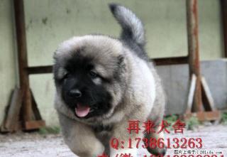 高加索犬舍 高加索价格 高加索哪里买 专业繁育高加索 - 桂林28生活网 www.28life.com