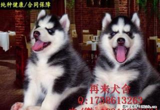 哪里有卖纯种哈士奇的 双蓝眼 带血统的顶级幼犬 - 桂林28生活网 www.28life.com
