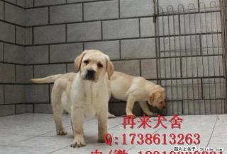 纯种德牧幼犬 公母均有 大锤德牧幼犬 - 桂林28生活网 www.28life.com