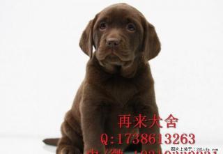纯种拉布拉多 赛级拉布拉多 待售专业繁殖 品质保障 - 桂林28生活网 www.28life.com
