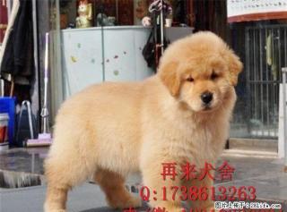 金毛犬多少钱金毛犬价格金毛犬图片 - 桂林28生活网 www.28life.com
