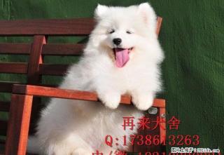 纯种萨摩耶幼犬去哪里买 哪里有卖纯种的萨摩 - 桂林28生活网 www.28life.com