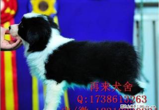 纯种阿拉斯加 北京阿拉斯加价格 超大骨量阿拉斯加犬 - 桂林28生活网 www.28life.com