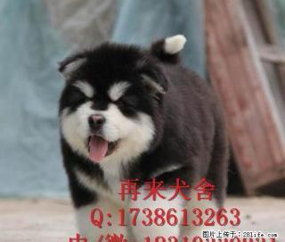 赛级幼犬 精品阿拉斯加 特价出售 纯种阿拉斯加价格 - 桂林28生活网 www.28life.com