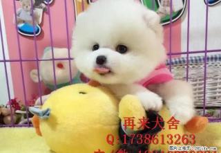 超级小体哈多利版博美 健康保障 同城送货 - 桂林28生活网 www.28life.com