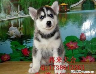 纯种哈士奇多少钱 赛级哈士奇 三把火双蓝眼哈士奇 签质保协议 - 桂林28生活网 www.28life.com