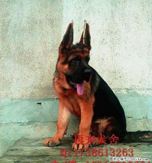 纯种德国牧羊犬 大头黑脸德牧 精品德国黑背 三个月包退换 - 桂林28生活网 www.28life.com