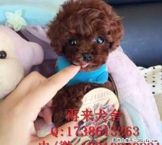 纯种泰迪熊 北京纯种泰迪犬多少钱 直销高品质泰迪犬 可送货 - 桂林28生活网 www.28life.com