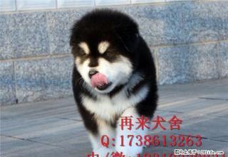 纯种阿拉斯加 巨型阿拉斯加 待售 大气英俊 遛弯必选 - 桂林28生活网 www.28life.com